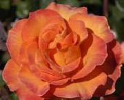 Realistic Orange Rose unknow artist